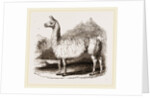 White Llama by Anonymous