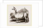 White Llama by Anonymous