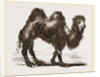 Bactrian Camel by Anonymous