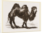 Bactrian Camel by Anonymous