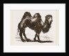 Bactrian Camel by Anonymous