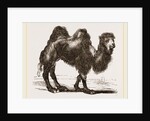 Bactrian Camel by Anonymous