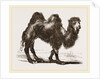 Bactrian Camel by Anonymous