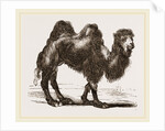 Bactrian Camel by Anonymous