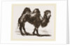Bactrian Camel by Anonymous