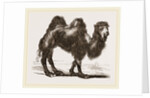 Bactrian Camel by Anonymous
