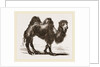 Bactrian Camel by Anonymous
