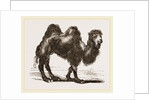 Bactrian Camel by Anonymous
