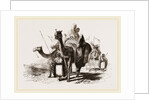 Nlounted Camels by Anonymous
