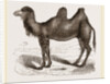 Bactrian Camel by Anonymous