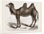 Bactrian Camel by Anonymous
