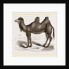 Bactrian Camel by Anonymous