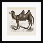 Bactrian Camel by Anonymous