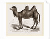 Bactrian Camel by Anonymous