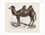 Bactrian Camel by Anonymous
