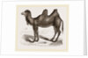 Bactrian Camel by Anonymous