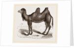 Bactrian Camel by Anonymous