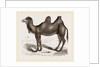 Bactrian Camel by Anonymous