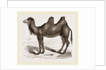 Bactrian Camel by Anonymous