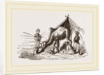 Camels watering by Anonymous
