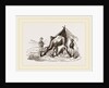 Camels watering by Anonymous