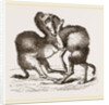 Camels fighting by Anonymous