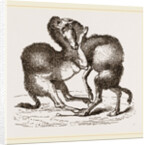 Camels fighting by Anonymous