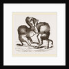 Camels fighting by Anonymous