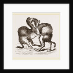 Camels fighting by Anonymous