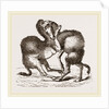Camels fighting by Anonymous