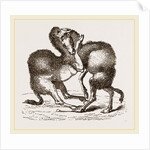 Camels fighting by Anonymous