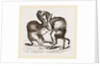 Camels fighting by Anonymous