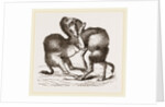 Camels fighting by Anonymous
