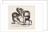 Camels fighting by Anonymous