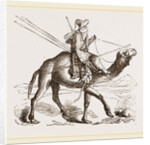 Swift Camel mounted by Anonymous