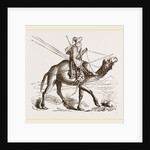 Swift Camel mounted by Anonymous