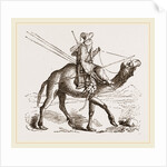 Swift Camel mounted by Anonymous