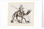 Swift Camel mounted by Anonymous