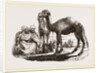 Halt of Camels by Anonymous