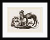 Halt of Camels by Anonymous