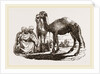 Halt of Camels by Anonymous