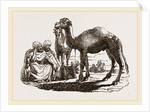 Halt of Camels by Anonymous