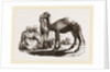 Halt of Camels by Anonymous