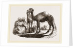 Halt of Camels by Anonymous