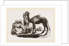 Halt of Camels by Anonymous