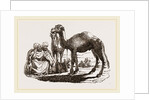 Halt of Camels by Anonymous