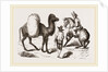 Camel and Horse by Anonymous