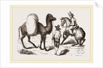 Camel and Horse by Anonymous