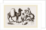 Camel and Horse by Anonymous