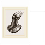 Camel foot by Anonymous